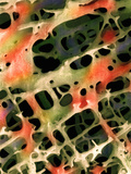 Cancellous or Spongy Bone of the Human Femur
