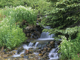 Mountain Stream and Bitter Cress Flowers  Cardamine Cordifolia  in a Rocky Mountain Meadow