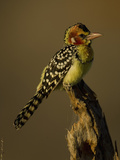 Red and Yellow Barbet  Trachyphonus Erythrocephalus  Kenya  Africa