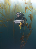 Research Diver and Marine Biologist Performing a Rockfish Survey Off Asilomar  Kelp Forest