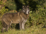Gray Wolf (Canis Lupus) in Black Phase at Seacrest Wolf Preserve  Florida  USA