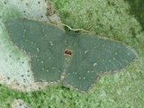 Angle-Winged Emerald Moth (Chloropteryx Tepperaria) Showing Protective Coloration