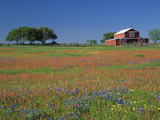 Texas Paintbrush and Texas Bluebonnets Flowering in a Meadow or Pasture Near a Red Barn