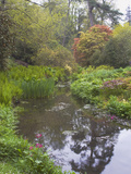 Large Pond with Candelabra Primula and Acers in the Spring  Minterne  Dorset