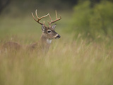 White-Tailed Deer (Odocoileus Virginianus) Grazing  Texas  USA