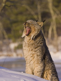 Eurasian Lynx (Lynx Lynx) Sitting in the Snow  Yawning