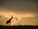 Masai Giraffe (Giraffa Camelopardalis) at Twilight in the Masai Mara Game Reserve  Kenya