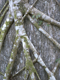 Strangler Fig Surrounding its Host Tree  Ficus Aurea  Audubon Corkscrew Swamp Sanctuary  Florida