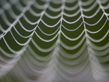 Dew-Covered Spiderweb  Siberia  Russia  Arctic