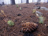 Jeffrey Pine Seedlings and a Burned Cone (Pinus Jeffreyi) Forest Fire Recovery