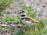 Killdeer (Charadrius Vociferus)  North America