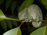 Parsons Chameleon (Calumma Parsonii)