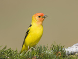 Western Tanager (Piranga Ludoviciana) Perched on Pine