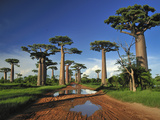 Grandidier´S Baobab (Adansonia Grandidieri)  Near Morondava  Madagascar