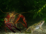 Red Swamp Crayfish (Procambarus Clarckii) Can Prey on Even Adult Amphibians