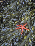 Blood Star  Henricia Leviuscula  on Brown Algae  Egregia Menziesii  in a Tide Pool