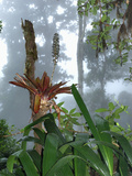 Cloud Forest with Bromeliad  Chirripo National Park  Costa Rica