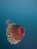 Black Sea Nettle (Chrysaora Achlyos) Los Coronados