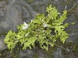 Lungwort (Lobaria Oregana) Common Foliose Lichen Which Grows High on Trees