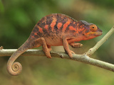 Female Panther Chameleon (Furcifer Pardalis) Lokobe Nature Special Reserve  Northern Madagascar