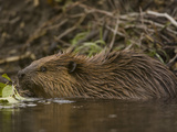American Beaver (Castor Canadensis) Swimming with Aspen Leaves in its Mouth  Denali National Park