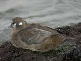 Harlequin Duck  Histrionicus Histrionicus  North America