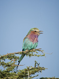 Lilac-Breasted Roller (Coracias Caudata)  Serengeti National Park  Tanzania