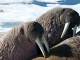 Walrus (Odobenus Rosmarus Rosmarus) on Pack Ice to Rest and Sunbathe