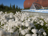Cottongrass (Eriophorum Callitrix) Grows Alongside an Abandoned Boat and Storage Tank  Siberia