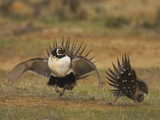 Male Greater Sage-Grouse (Centrocercus Urophasianus) Displaying