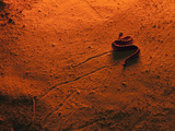 Sidewinder Rattlesnake (Crotalus Cerastes)  Side-Winding Locomotion across a Sand Dune at Sunset