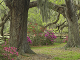 Live Oak Trees Above Azaleas in Bloom  Magnolia Plantation  Near Charleston  South Carolina
