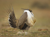 Male Greater Sage-Grouse (Centrocercus Urophasianus) Displaying