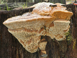 Shelf or Bracket Mushroom on a Rotting Tree Stump  Polyporaceae the Structure Is 10 Cm High