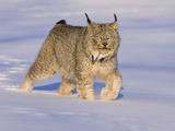 Eurasian Lynx (Lynx Lynx) Walking in the Snow