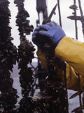 Aquaculture Marine Harvest Farming  Blue Mussels (Mytilus Edulis)