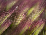 Foxtail Barley (Hordeum Jubatum)  Sakha Republic  Siberia  Russia  Arctic
