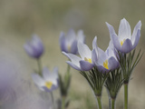 Pasque Flowers  Pulsatilla Patens  Aka Wild Crocus