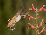 Rufous Hummingbird Female (Selasphorus Rufus) Feeding at a Salvia Flower  Scarlet Spires Variety