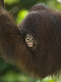 Young Orangutan Cuddled in the Fur of a Parent (Pongo Pygmaeus)