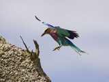 Lilac-Breasted Roller (Coracias Caudata) Flying into Nest Hole  Masai Mara  Kenya