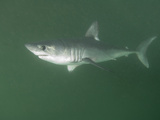Porbeagle Shark (Lamna Nasus)  Bay of Fundy  New Brunswick  Canada  Atlantic Ocean