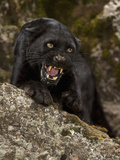 Leopard (Panthera Onca)  Melanistic Morph  Growling and Snarling  Captivity