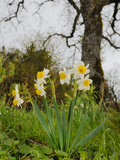 Cream Narcissus (Narcissus Tazetta)  Sicily  Italy
