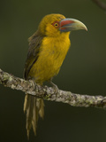 Saffron Toucanet  Baillonius Bailloni  South America