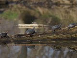 Painted Turtles (Chrysemys Picta) Sunning on a Log in a Pond