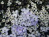 Cushion Phlox (Phlox Pulvinata) Surrounded by Alpine Sandwort (Minuartia Obtusiloba)