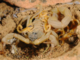 A Female Scorpion (Hottentotta Socotrensis) with Young  Socotra  Yemen