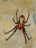 Cave Spider (Meta Menardii) Common in Italian Caves