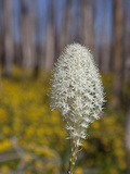 Beargrass Flowers Growing in Burned Forest (Xerophyllum)  Glacier National Park  Montana  USA